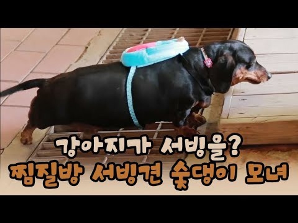 강아지가 서빙을? 찜질방 서빙견 숯댕이 모녀 [윤형빈의 팔도견문록 시즌2] 8회