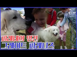 피레네의 명견 그레이트 피레니즈 [스타 펫 트래블 in 프랑스] 2회