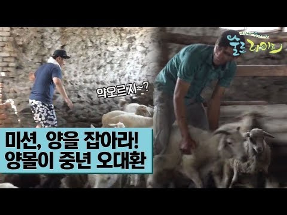 미션, 양을 잡아라! 양몰이 중년 오대환 [술로라이프] 3회