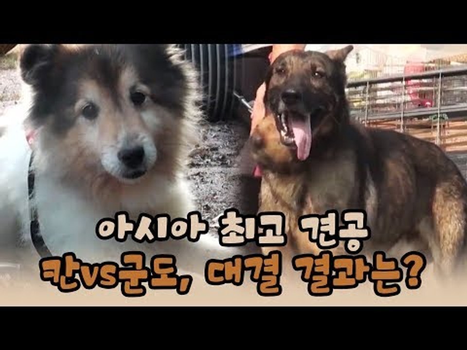 아시아 최고 견공 칸vs군도의 대결 결과는? [윤형빈의 팔도견문록] 시즌2, 7회