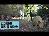 구성환·오대환, 잃어버린 돼지를 찾아서 [술로라이프]  2회