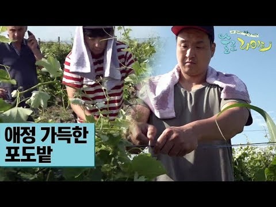 이제는 애정 가득한 ‘포도밭’ [술로라이프] 5회