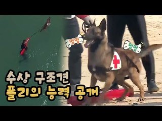 수상 구조견 폴리의 능력 공개! [팔도견문록 시즌3] 8회