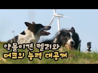 양몰이견 켈리와 머크의 능력 대공개! [팔도견문록 시즌3] 7회