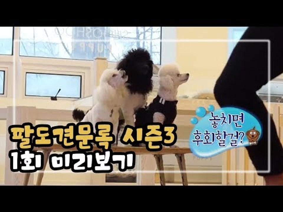 [1회 예고] 팔도견문록 시즌3, 내가 바로 어벤견스다!