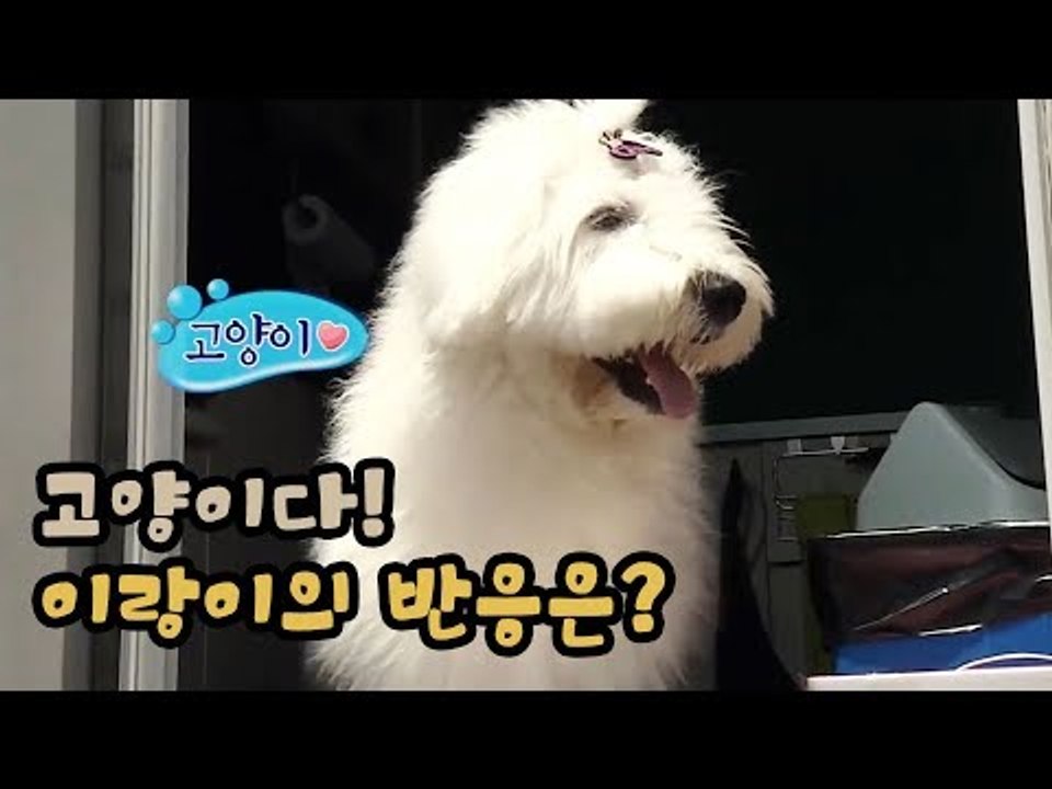 고양이다! 잉글리시 쉽독 이랑이의 반응은? [팔도견문록 시즌3] 12회