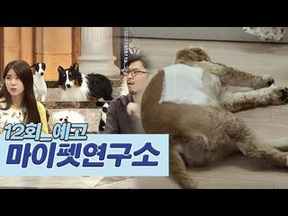 [12회 예고] 반려견 응급상황 대처법 공개 [마이펫연구소]