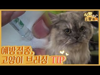 고양이 예방접종 & 고양이 브러싱 TIP [식빵굽는 고양이] 8회