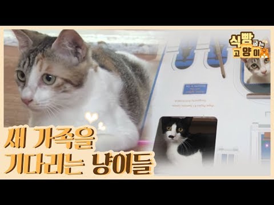 새로운 가족들을 기다리는 냥이들 [식빵굽는 고양이] 1회