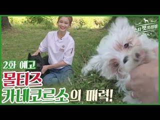 [2회 예고] 한으뜸과 떠나는 스타 펫 트래블 IN ITALY, 9월 24일 (토) 밤 10시