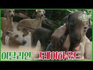 모델 한으뜸 이탈리안 그레이하운드를 만나다 [스타 펫 트래블 in 이탈리아] 1회