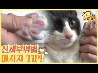 고양이를 위한 신체 부위별 마사지 TIP [식빵굽는 고양이] 3회
