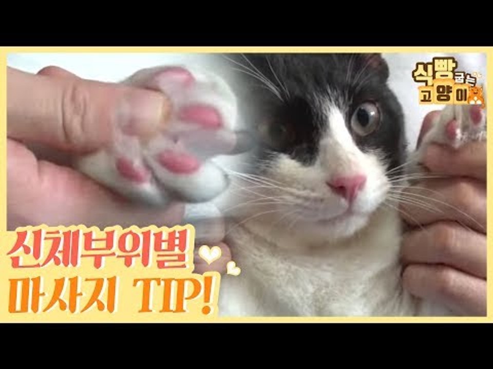 고양이를 위한 신체 부위별 마사지 TIP [식빵굽는 고양이] 3회