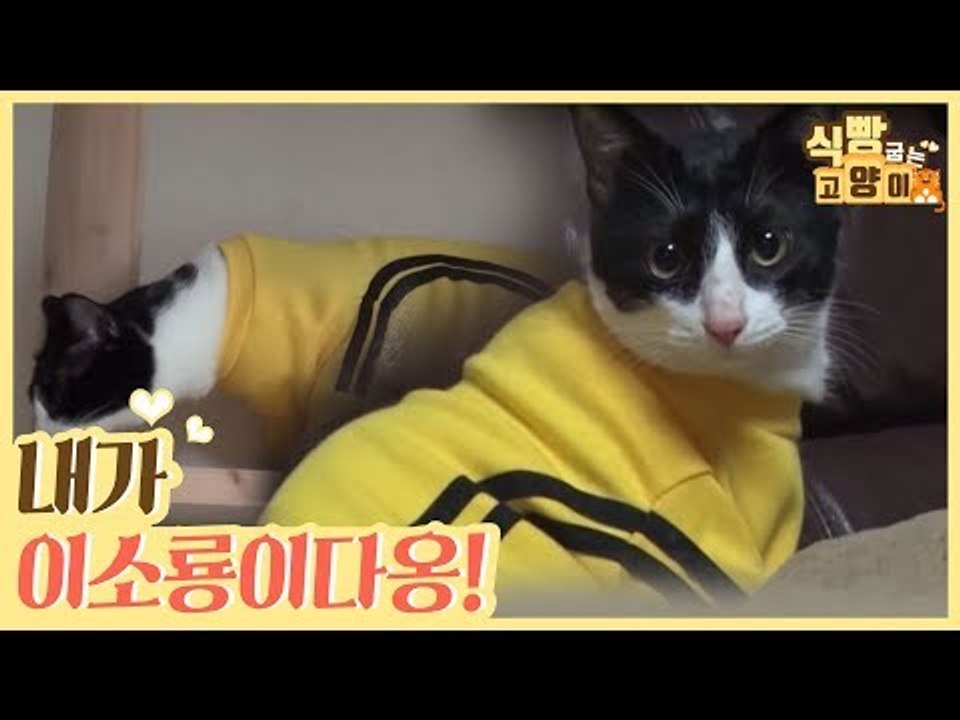 내가 이소룡이다옹~ [식빵굽는 고양이] 4회