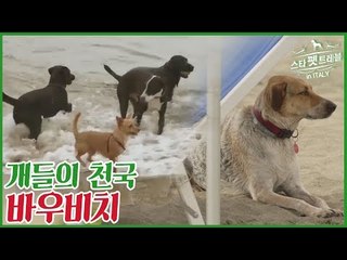 이탈리아의 개들의 천국 바우비치 [스타 펫 트래블 in 이탈리아] 2회