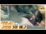 [3회 예고] 식빵굽는 고양이, 고양이 신전 & 굳세어라 이소룡