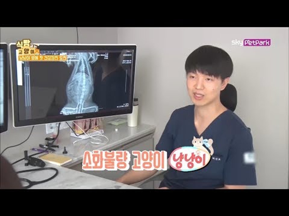 집에서 하는 고양이 건강 확인 법 [식빵굽는 고양이] 2회