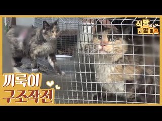 상처 입은 끼룩이 구조작전 [식빵굽는 고양이] 2회