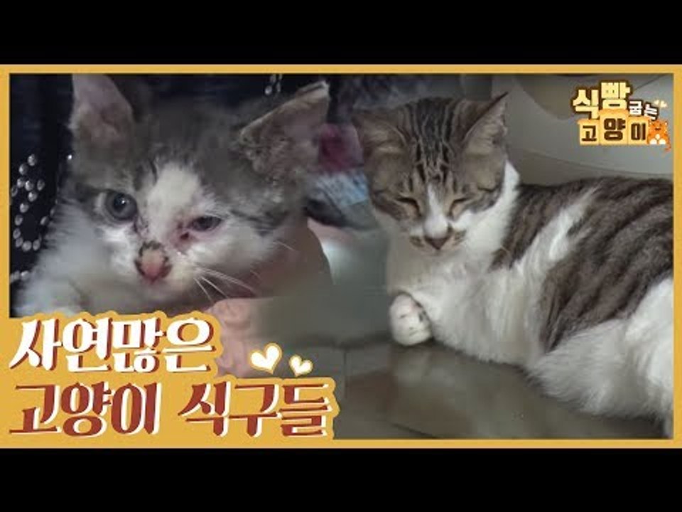 사연 많은 고양이 식구들을 소개합니다 [식빵굽는 고양이] 1회