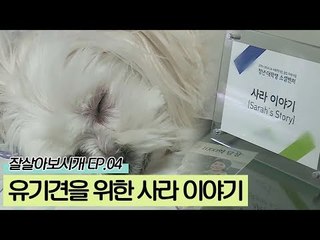 유기견을 위한 사라 이야기 프로젝트 [잘살아보시개 시즌2] 4회