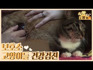 보호소 고양이들의 건강검진 [식빵굽는 고양이] 6회