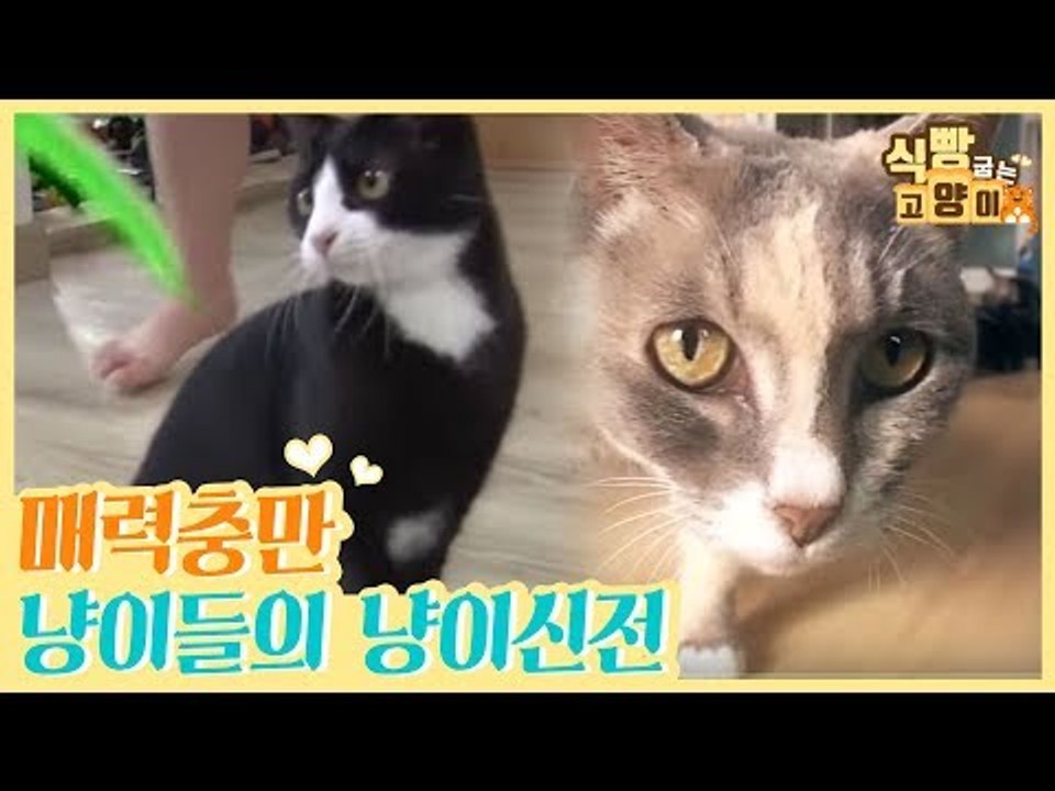 매력 충만 냥이들이 사는 고양이 신전 [식빵굽는 고양이] 3회