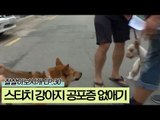 스티치의 강아지 공포증 없애기 [잘살아보시개 시즌2] 30회