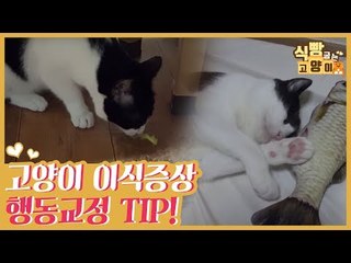 고양이 이식 증상, 행동교정 TIP [식빵굽는 고양이] 4회