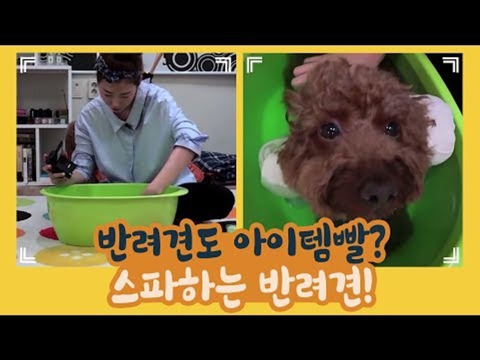 반려견도 아이템빨? 스파 하는 강아지 [개별방송] 5회