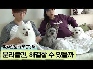 분리불안, 해결할 수 있을까 [잘살아보시개 시즌2] 14회