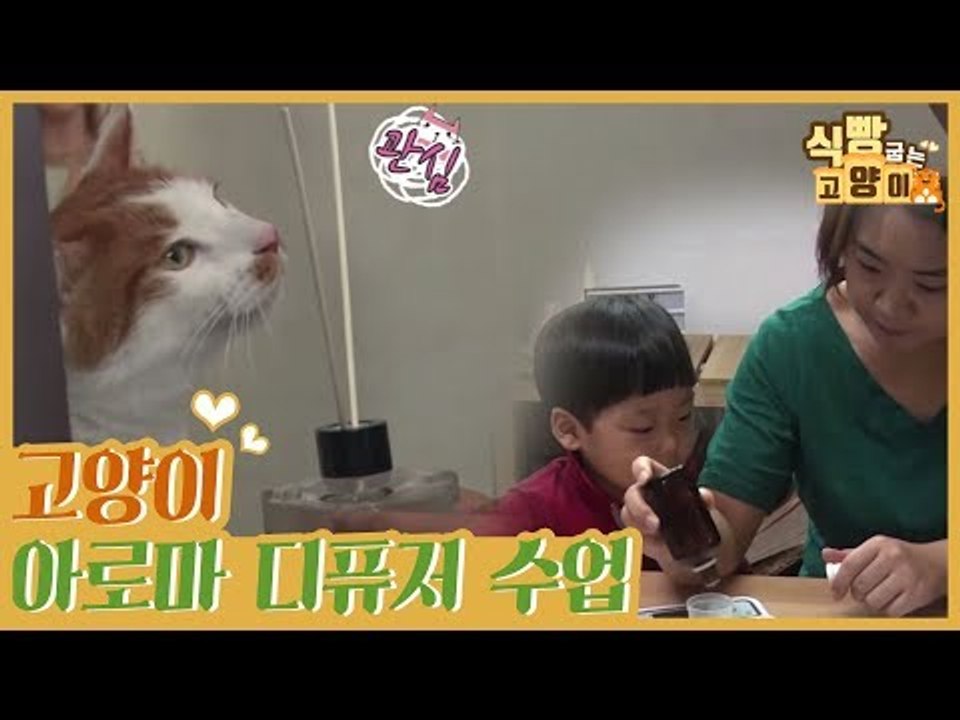 고양이 아로마 디퓨저 수업 [식빵굽는 고양이] 5회