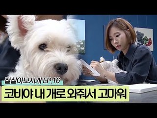 코비야 내 개로 와줘서 고마워 [잘살아보시개 시즌2] 16회