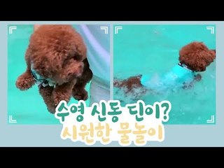 딘이는 수영 신동? 딘이의 시원한 물놀이 [개별방송] 11회