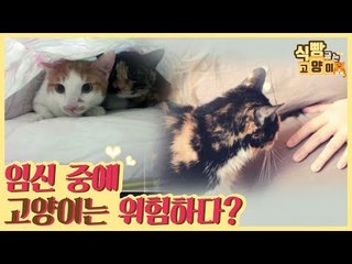 임신 중 고양이는 위험하다? [식빵굽는 고양이] 5회