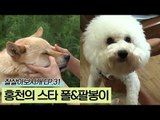 홍천의 스타 폴 그리고, 팔봉이 [잘살아보시개 시즌2] 31회