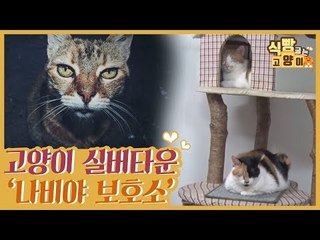 고양이 실버타운, 나비야 보호소 [식빵굽는 고양이] 9회