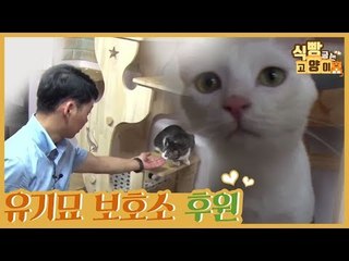 상남 씨의 유기묘 보호소 후원 [식빵굽는 고양이] 6회
