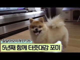 5년째 함께 사는 터줏대감 포미 [잘살아보시개 시즌2] 26회