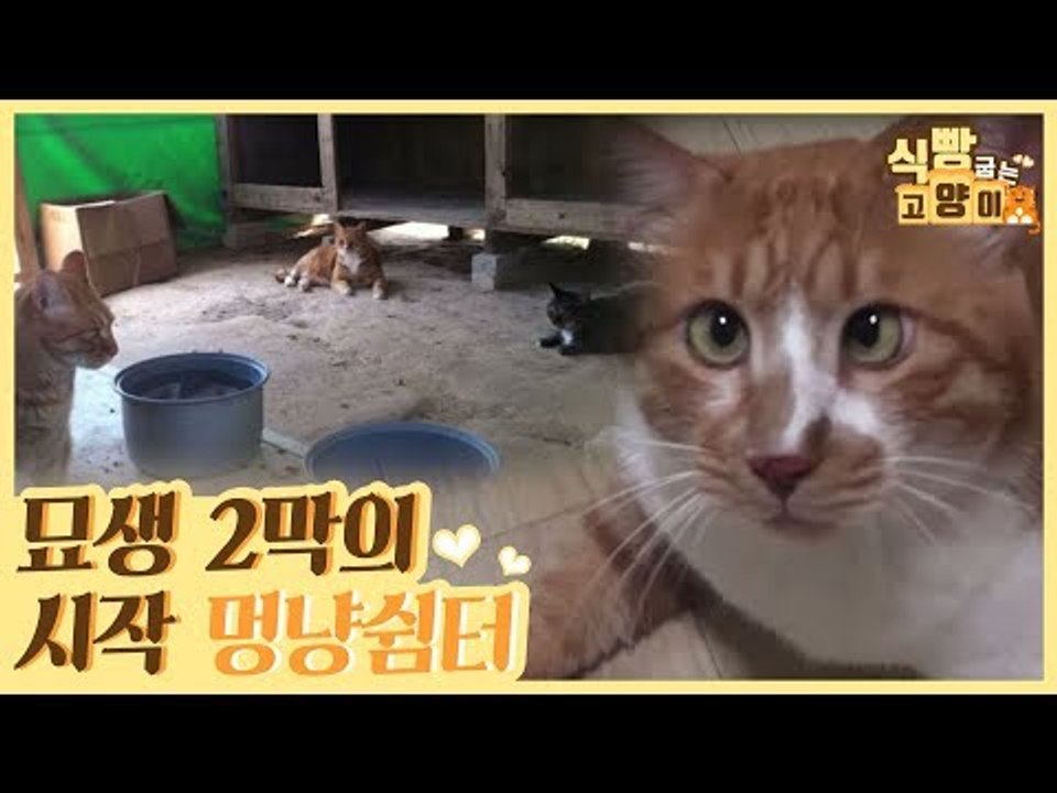 묘생 2막을 시작할 수 있는 멍냥쉼터 [식빵굽는 고양이] 5회