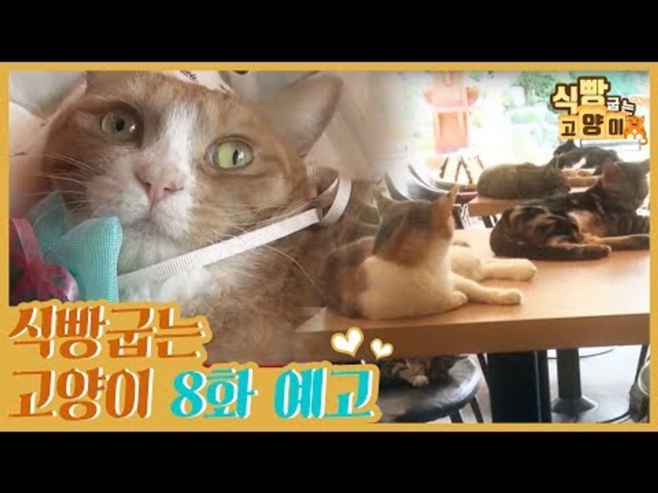 [8회 예고] 식빵굽는 고양이, 고양이 파라다이스 & 후자마비 탄이의 희망 메시지