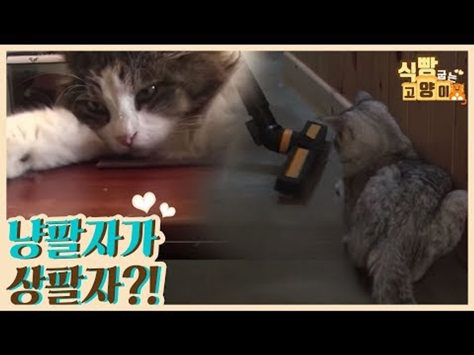 청소하는 집사, 냥팔자가 상팔자?! [식빵굽는 고양이] 8회