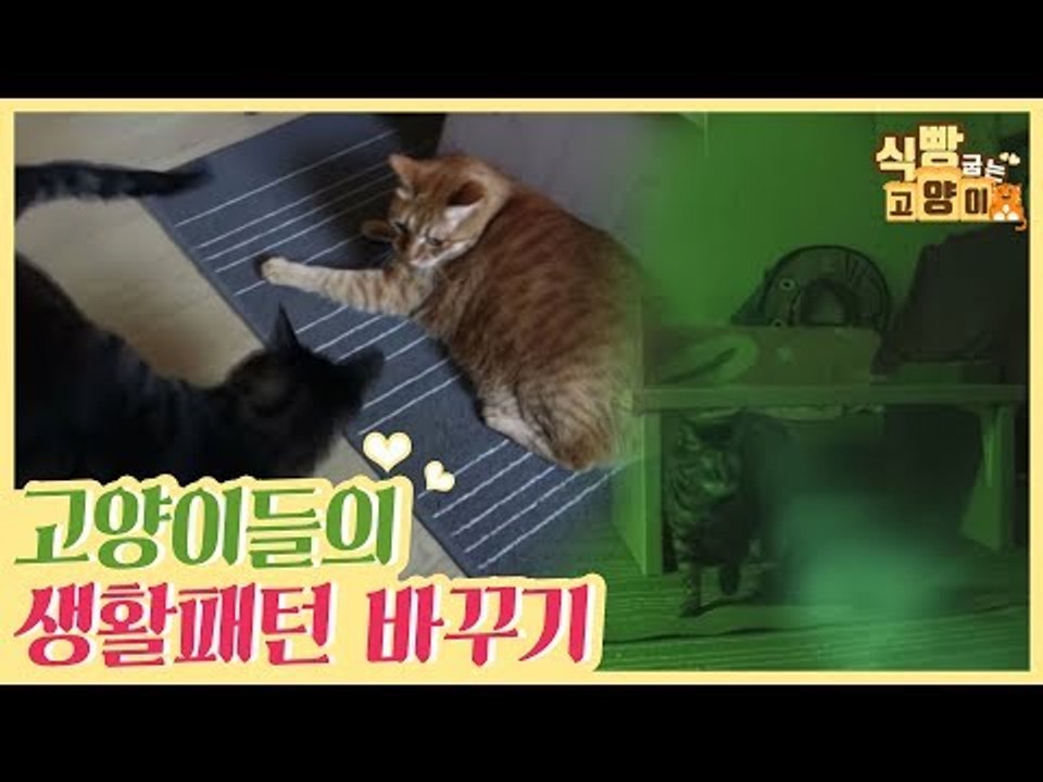 고양이들의 생활패턴 바꾸기 [식빵굽는 고양이] 6회