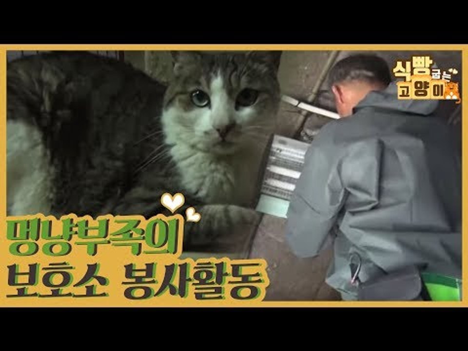 멍냥부족의 보호소 봉사활동 [식빵굽는 고양이] 6회