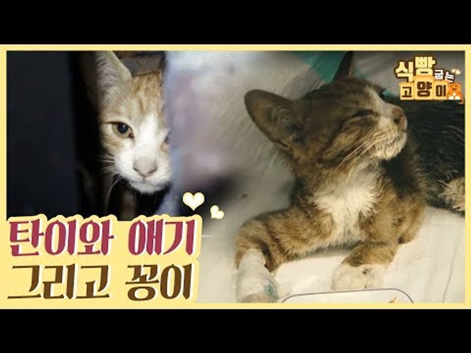 의지가 강한 탄이와 애기, 그리고 꽁이 [식빵굽는 고양이] 7회