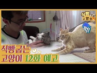 [12회 예고] 식빵굽는 고양이, 오남매 하우스 &  메이의 새 가족