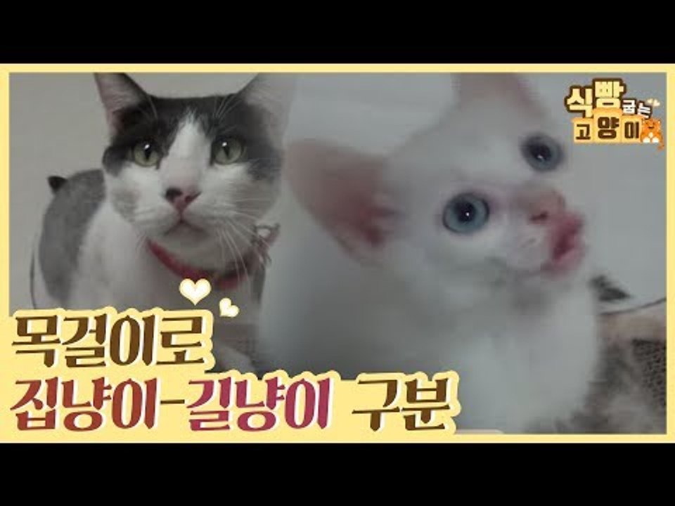 집고양이-길고양이를 구분하는 목걸이 [식빵굽는 고양이] 12회