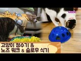 '고양이 다이어트 TIP 노즈워크&슬로우식기 [식빵굽는 고양이] 16회