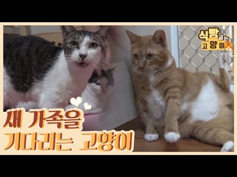 새 가족을 기다리고 있는 고양이들 [식빵굽는 고양이] 10회
