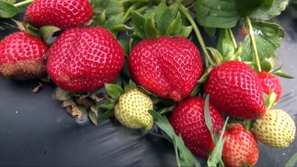 Mersin’de açıkta çilek hasadı başladı, Rusya talebi arttırdı