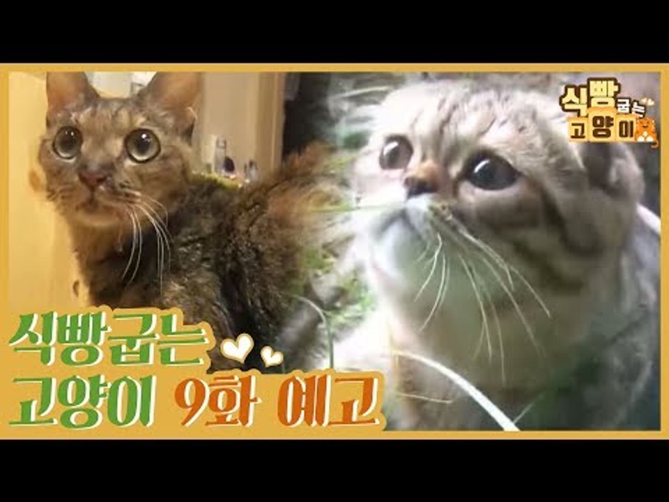 [9회 예고] 식빵굽는 고양이, 산책냥이 3남매 & 노령묘 보호소